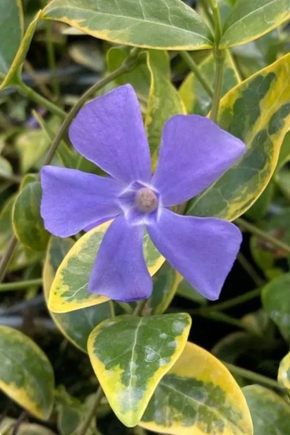 Барвінок малий Ауреоварієгата|Vinca minor Aureovariegata|Барвинок малый Ауреоварієгата